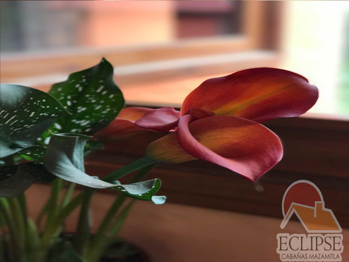 马萨米特拉 Cabanas Eclipse酒店 外观 照片