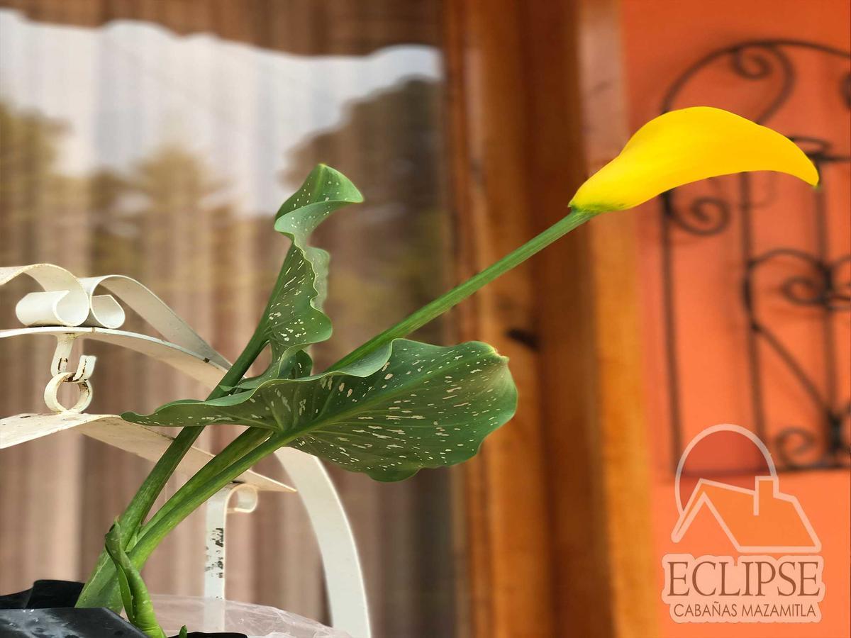 马萨米特拉 Cabanas Eclipse酒店 外观 照片
